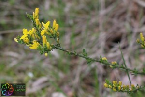 Genista pilosa (2)